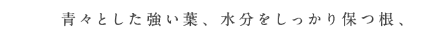 青々とした強い葉、水分をしっかり保つ根、