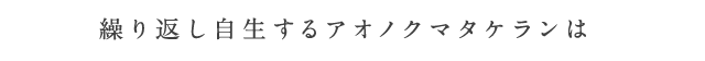 繰り返し自生するアオノクマタケランは